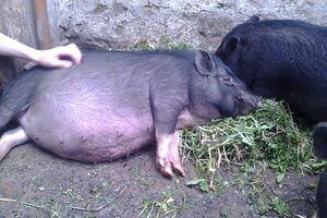 Под Николаевом вьетнамские свиньи съели своего мертвого хозяина
