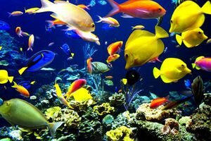 Ученые: Падение уровня кислорода в морской воде массово убьет фауну