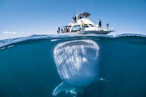 Возле Австралии гигантская акула 50 минут кружила вокруг катера с туристами. Уникальные фото
