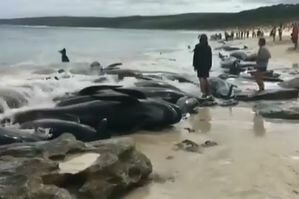 В Австралии по неизвестным причинам на берег выбросились около 150 дельфинов