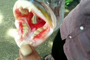 В Индонезии поймали необычную рыбу с человеческими зубами
