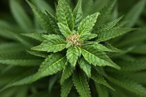 В Канаде готовятся к легализации марихуаны