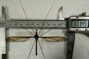 Китайские ученые нашли самого большого в мире комара (фото)