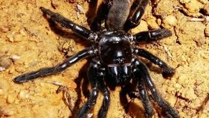 В Австралии обнаружили самого старого паука в мире, дожившего до 43 лет