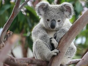 В Австралии рыбачащая на спиннинг коала стала звездой YouTube