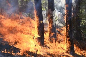 Стала известна причина гигантских лесных пожаров в Херсонской области