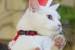 Глухой кот Ахилл из Эрмитажа стал главным предсказателем чемпионата мира-2018