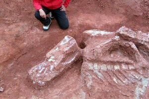 Это может изменить мировую историю: в Аргентине нашли скелет древнейшего динозавра-гиганта. Фото