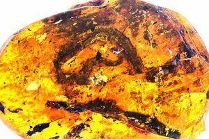 Ученые обнаружили в янтаре древнейшего эмбриона-змееныша. Фото