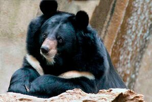 В России хотят признать медведей стратегическим ресурсом