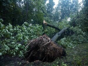 В Киеве на КПИ рухнуло огромное дерево и перегородило тротуар. Фоторепортаж
