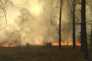 В Николаевской области огонь охватил лес. Видео