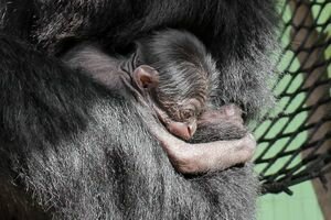 В Киевском зоопарке показали фото детенышей