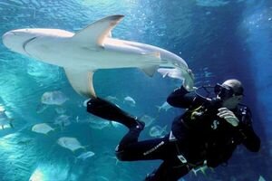 В Австралии дайвер залез в пасть акулы, чтобы спасти ее от смерти. Видео