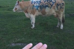Шотландский фермер позвал девушку замуж, написав предложение на ее любимой корове