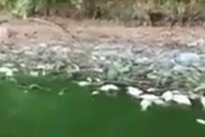 В Ладыжинском водохранилище массово гибнут раки и рыба (видео)