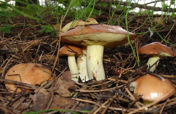 Минздрав опубликовал рекомендации, как уберечься от отравления грибами