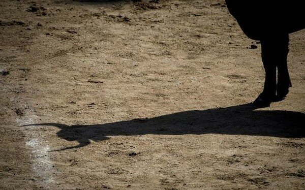 Во Франции бык убил женщину во время фестиваля