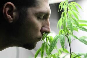 В Канаде после легализации марихуаны решили помиловать осужденных за ее хранение