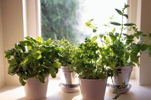 Ученые назвали самые полезные для здоровья человека комнатные растения 