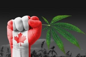 Канадцы в первый день легализации купили марихуаны почти на $2 миллиона