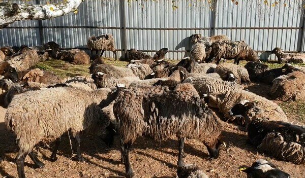 Трем украинским областям грозит карантин из-за овец, которых две недели морили голодом и жаждой