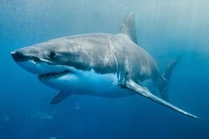 В Австралии акула напала на серфера: мужчина скончался от сильной кровопотери