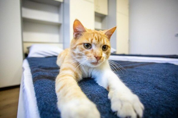 Порошенко поздравил 125 военных и милого рыжего кота с новосельем в общежитии (фото)