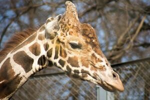 Гигантский и яркий жираф: у киевского зоопарка появился новый необычный символ (фото)