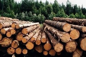 Евросоюз призвал Украину аннулировать мораторий на экспорт необработанной древесины