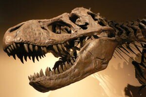 В Великобритании найдены отпечатки лап динозавров, которым 145 миллионов лет