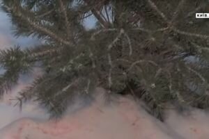 В Киеве на улицах появились красные елки: как коммунальщики защищают деревья от горожан
