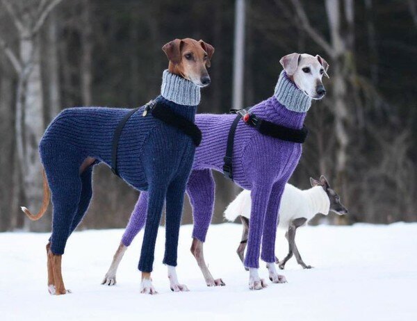 Две собаки в стильных свитерах покорили пользователей сети: забавные фото