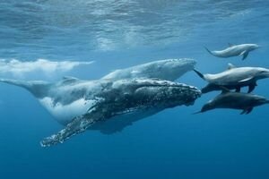 В Японии планируют возобновить китобойный промысел