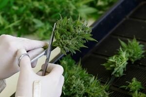 Парламент Израиля одобрил экспорт медицинской марихуаны