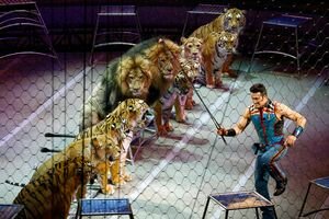 В Украине запретили использовать диких животных в цирковых выступлениях