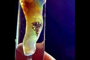 В Индонезии обнаружили драгоценный опал с жуком, которому несколько миллионов лет. Фото