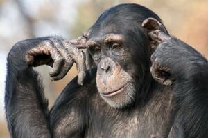 В Швейцарии проведут референдум о правах человека для шимпанзе