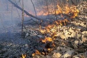 В Чернобыльской зоне полыхает пожар: горит лес на площади 5 гектаров