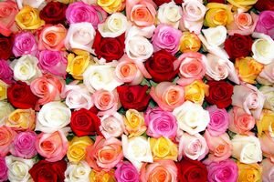 Праздник у цветочников: в Киеве не уменьшаются очереди у ларьков с розами и тюльпанами