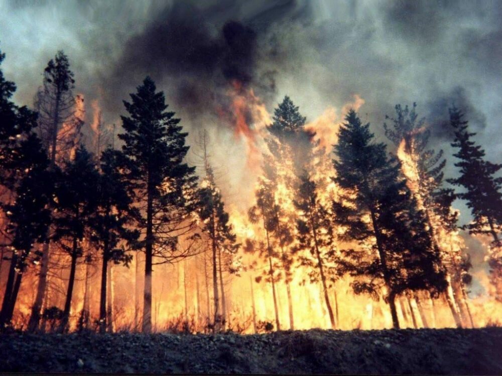 Масштабный лесной пожар на Херсонщине: полыхает практически 40 гектаров